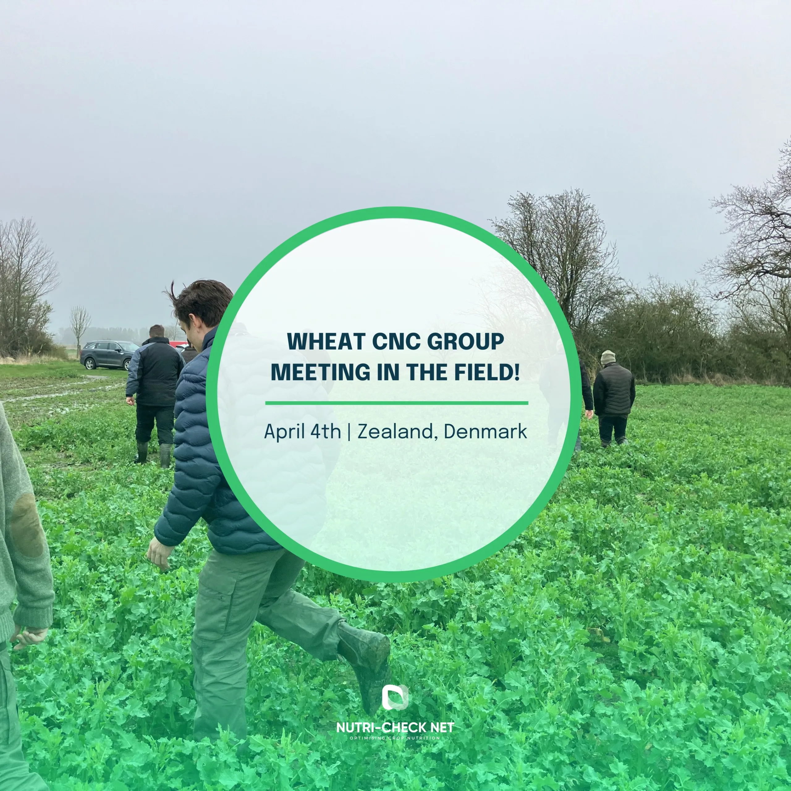 Wheat CNC Group field meeting | Zealand, Denmark
