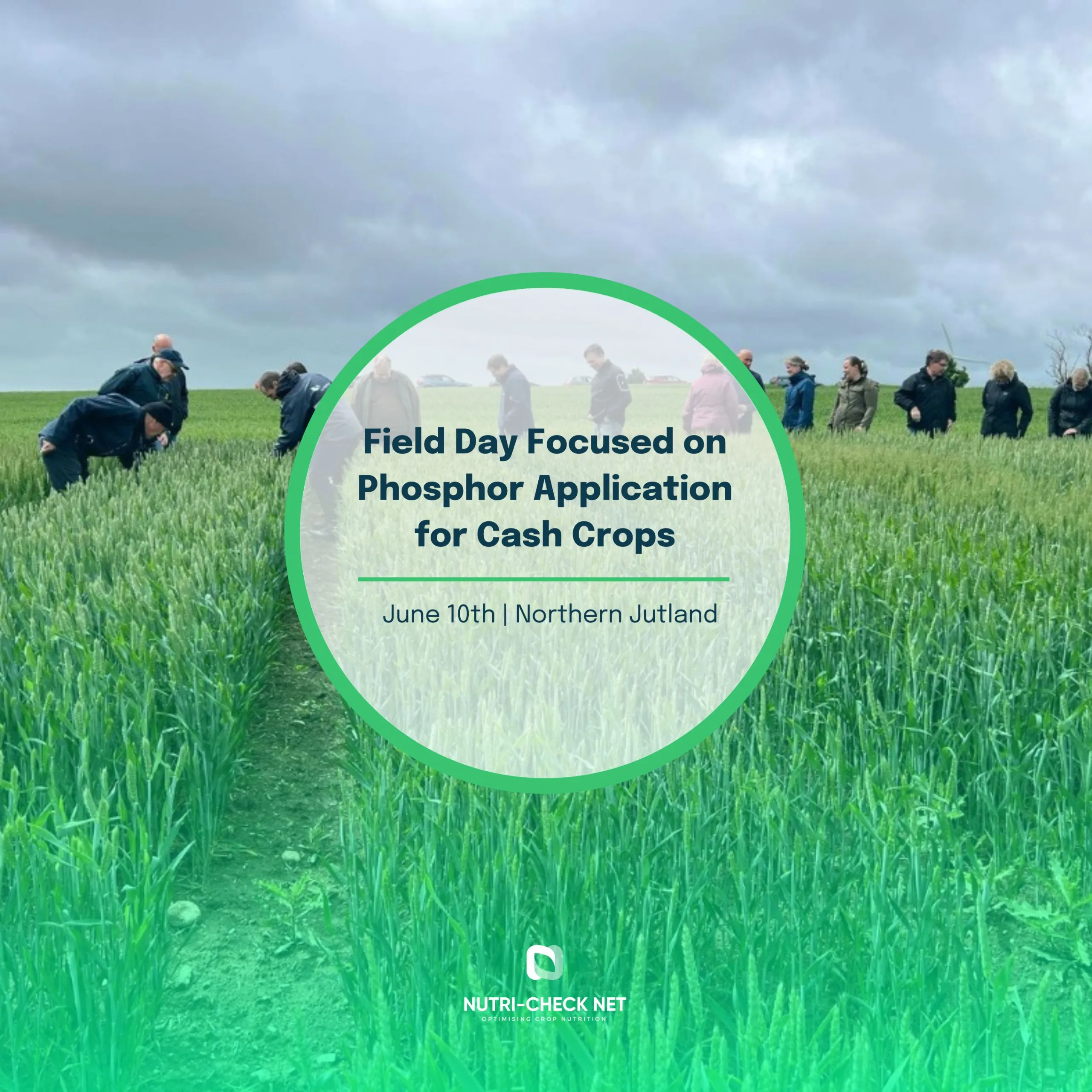 Field Day Focused on Phosphor Application for Cash Crops | Northern Jutland