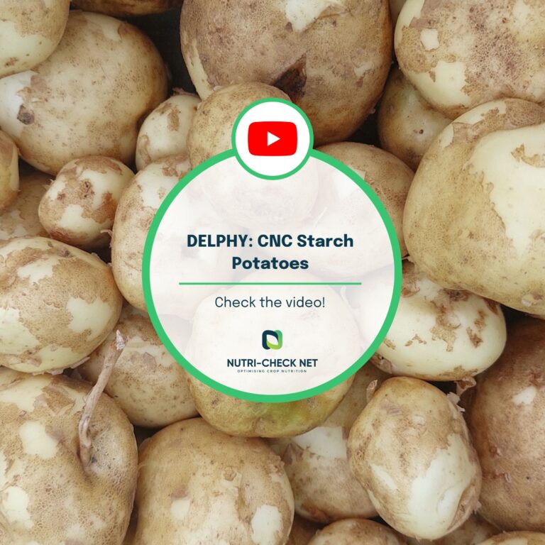 DELPHY: CNC Starch Potatoes video!