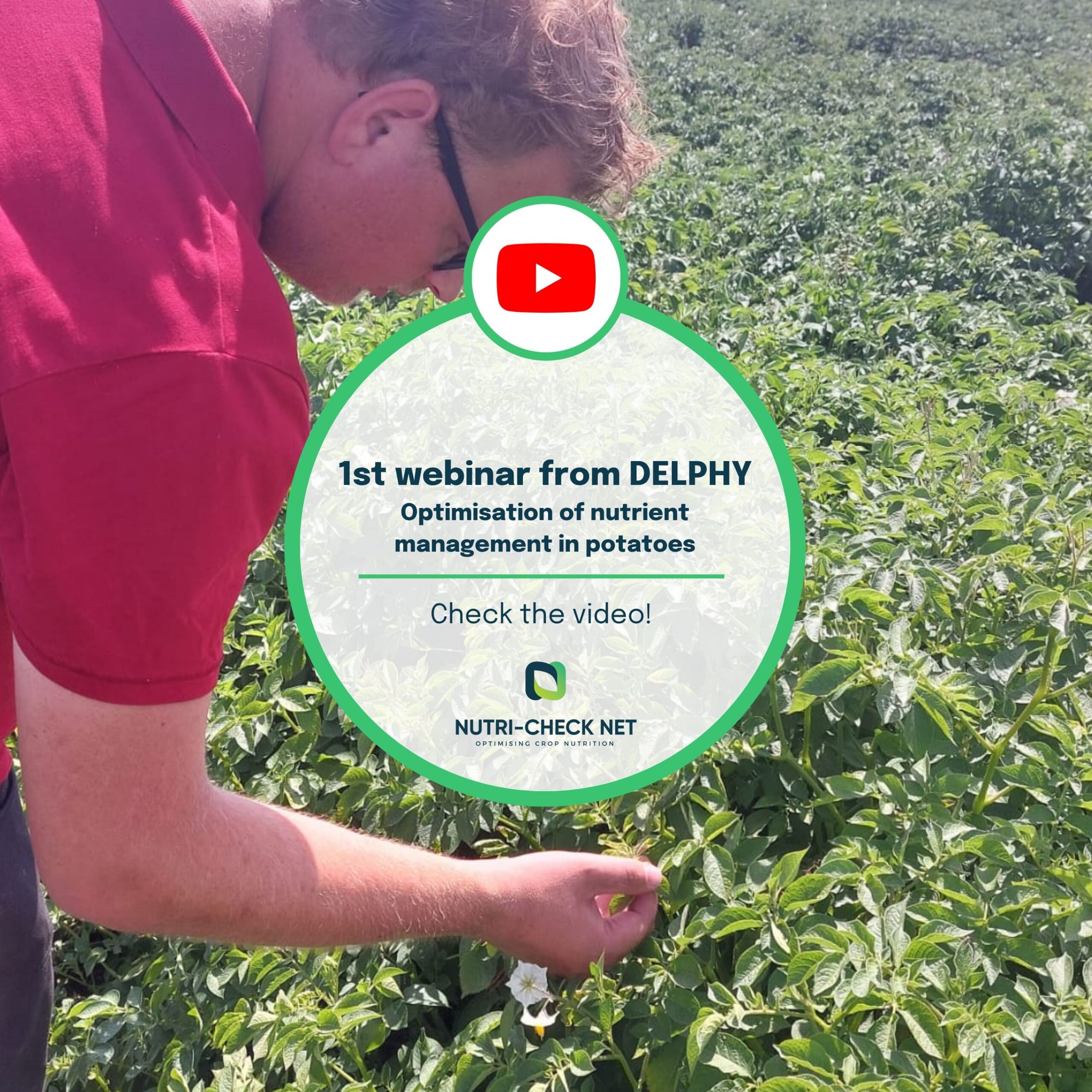 DELPHY Launches First Webinar on Smarter Nutrient Management in Potato Cultivation