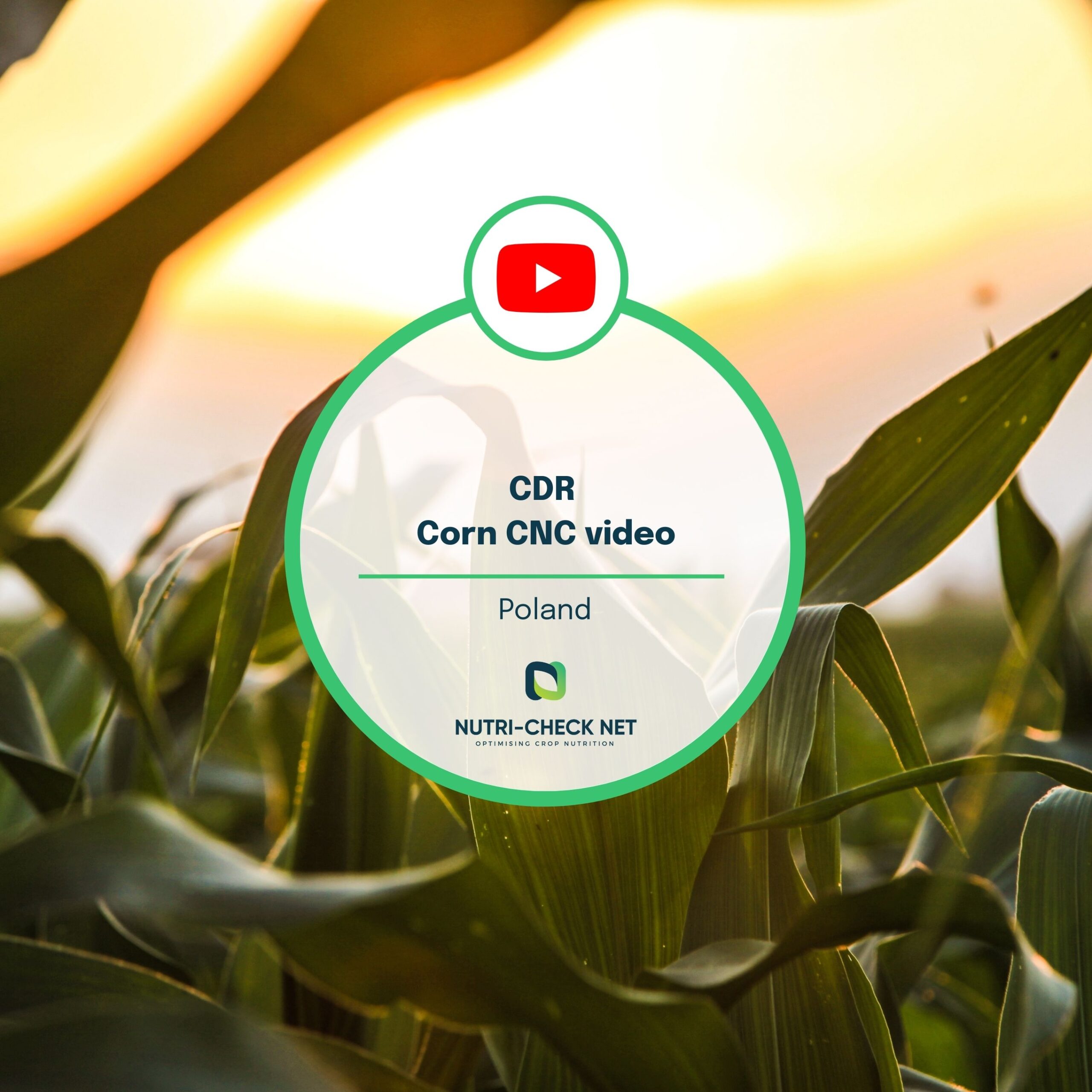 Polish Corn CNC Video Activities is now live!