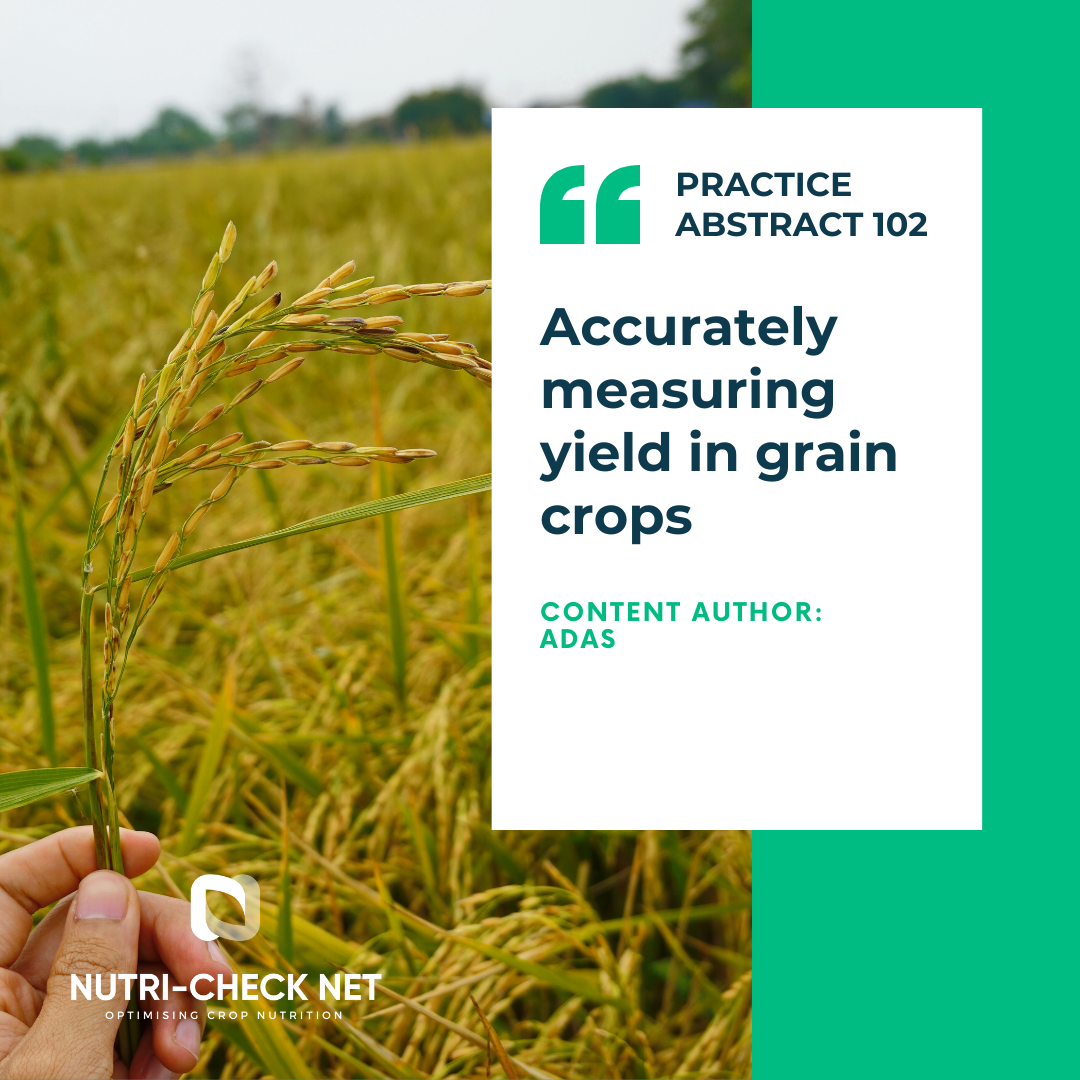 Accurately measuring yield in grain crops