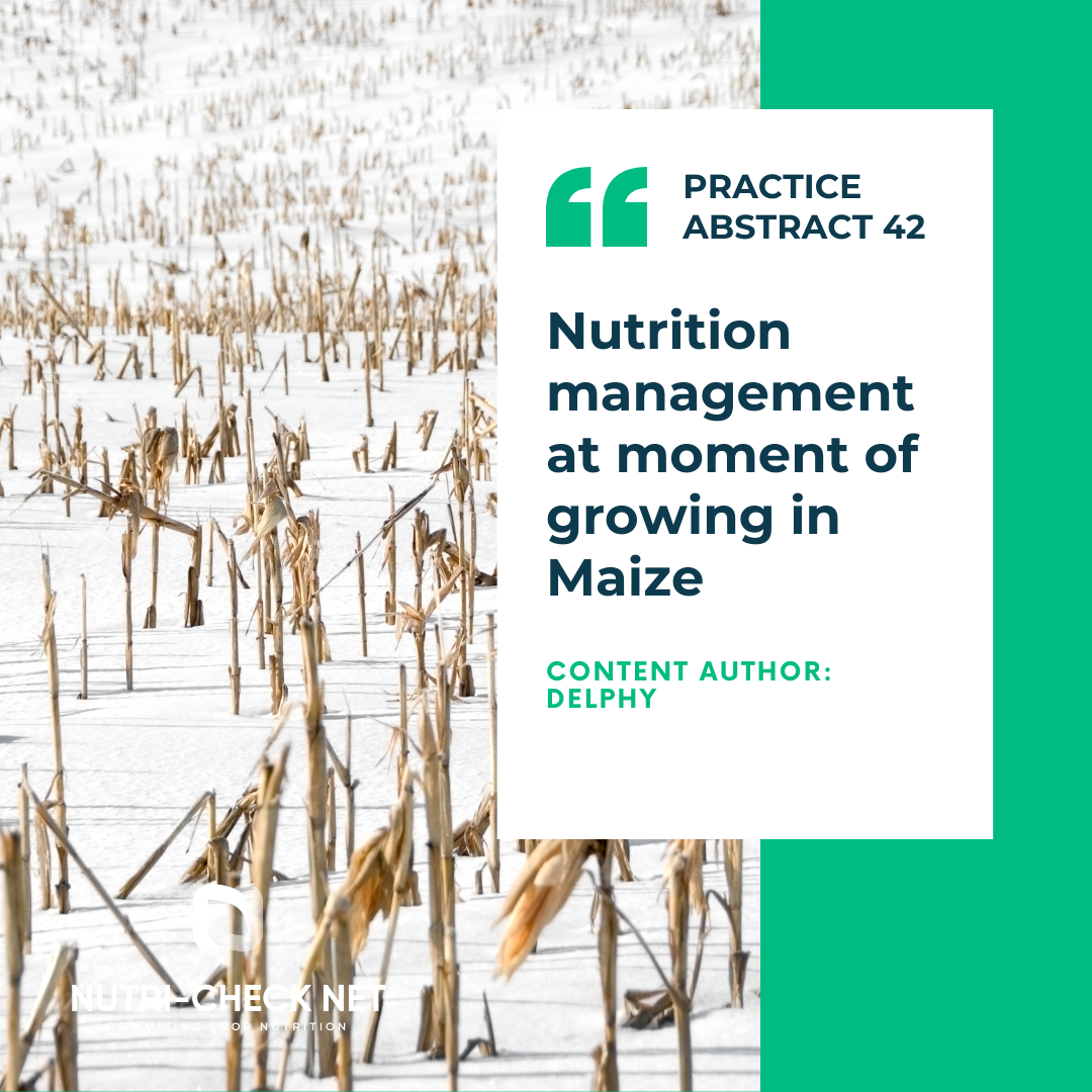 Nutrition management at moment of growing in Maize