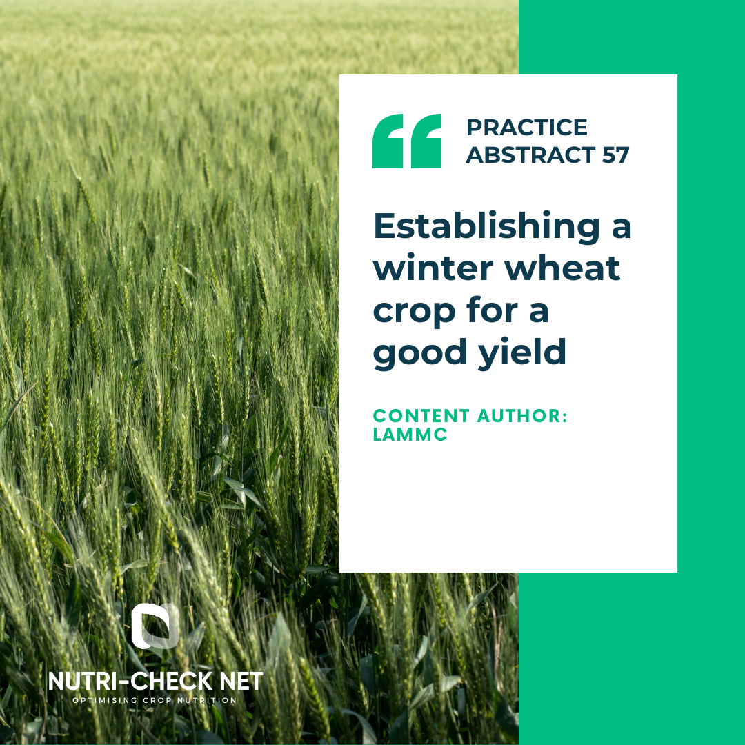 Establishing a winter wheat crop for a good yield