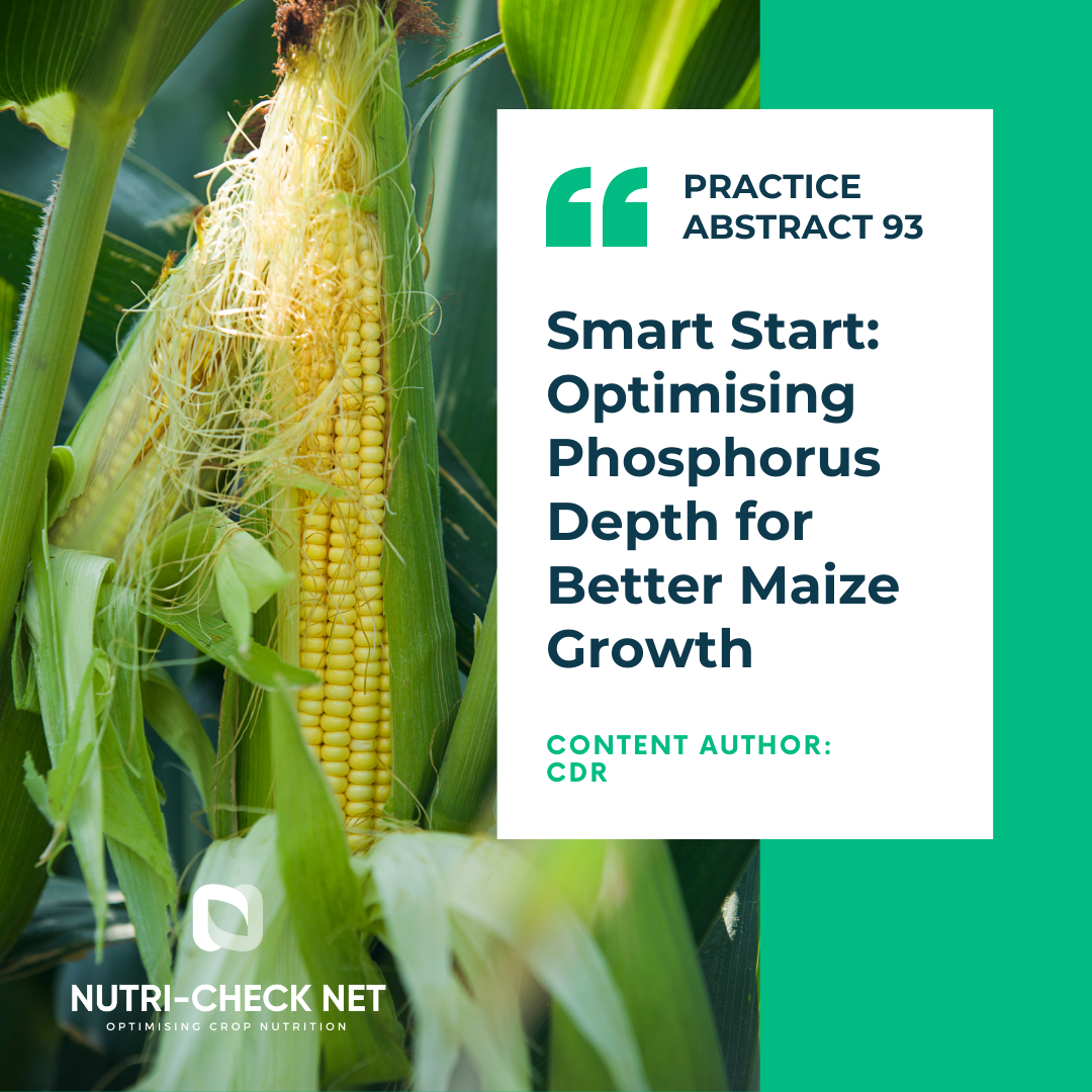 Smart Start: Optimising Phosphorus Depth for Better Maize Growth