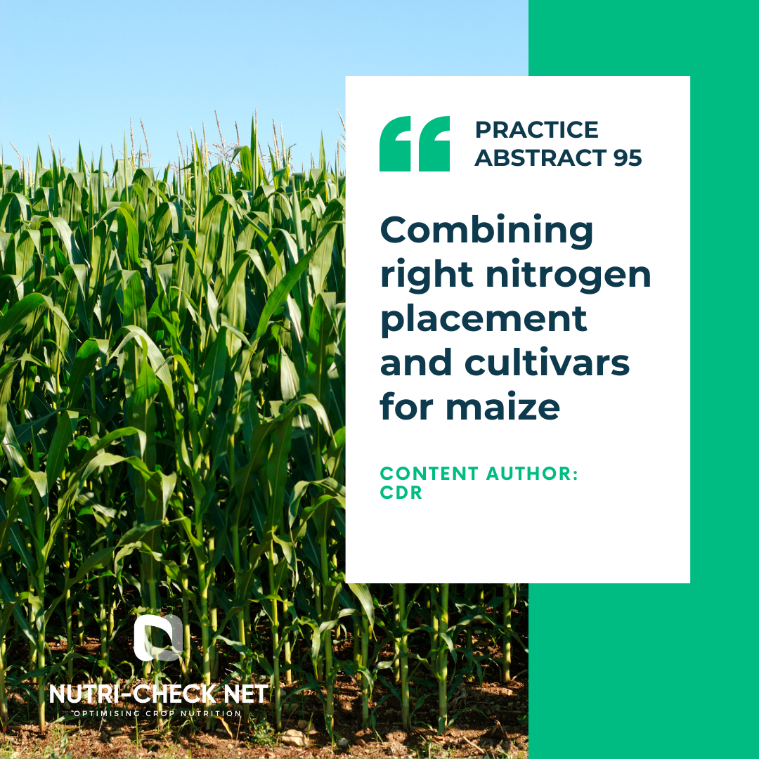 Combining right nitrogen placement and cultivars for maize